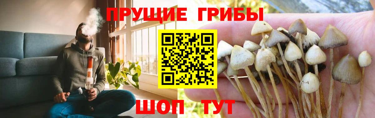 Псилоцибиновые грибы Psilocybe Королёв